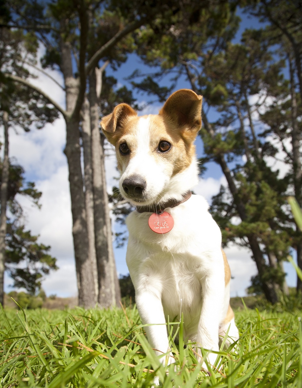 Dogs 2