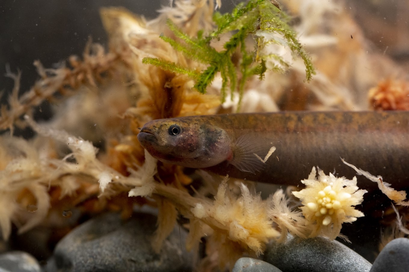 Black Mudfish. Photo captured at Auckland Zoo