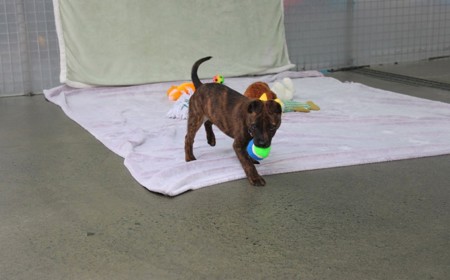 Ebbett tile image