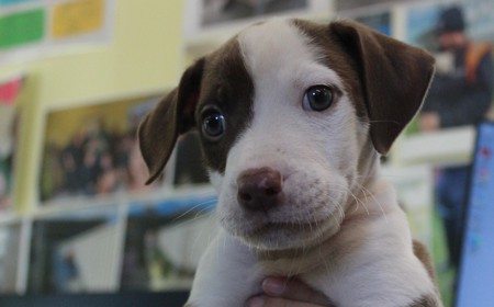 Salsa (ON HOLD) tile image