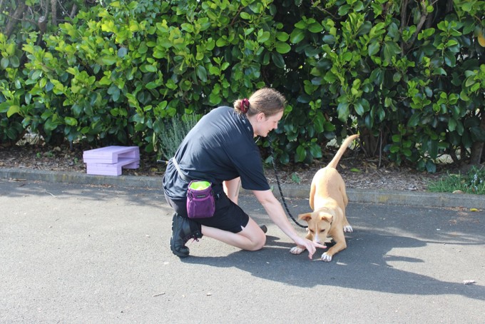 An excitable puppy being trained by an adoption centre staff member