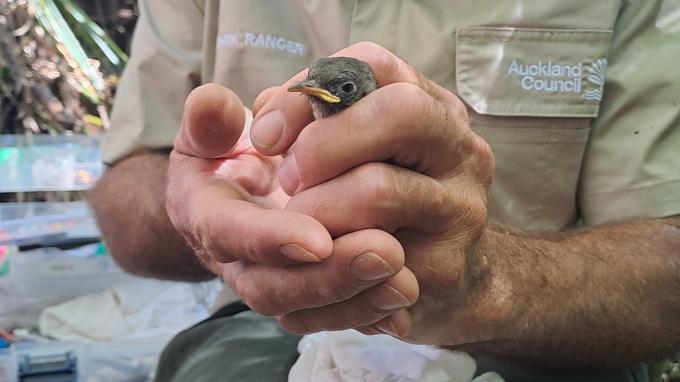 Hihi bird in ranger's hand