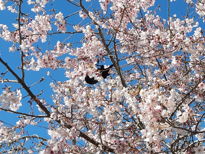 Auckland Botanic Gardens blossoming with ideas for families (1)