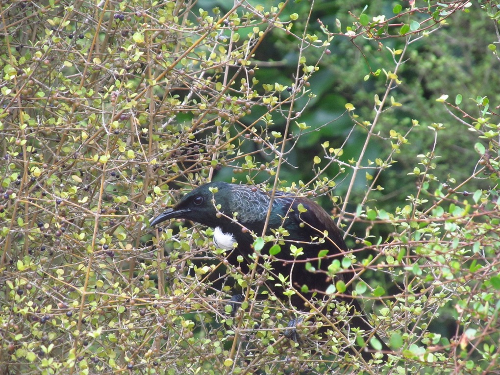 Garden Bird Survey