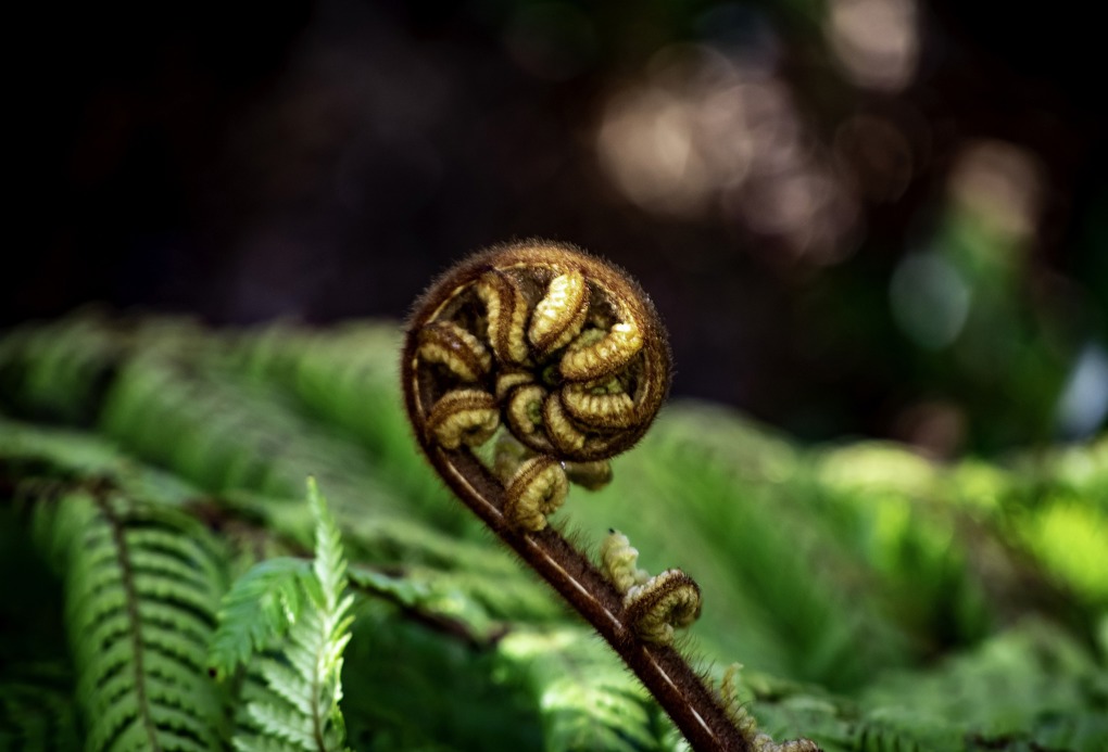Libraries reach out to support kaumatua Maori