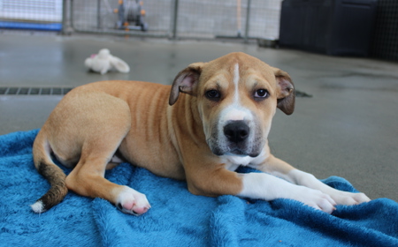 Suffolk (ON HOLD) tile image