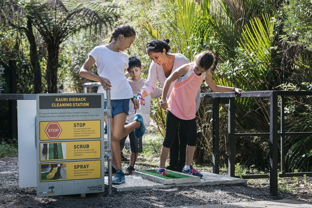 Kauri ambassadors out in parks for summer (1)
