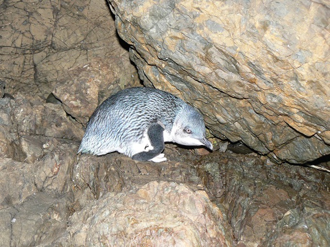 Get to know your local wildlife for World Wildlife Day - Penguin