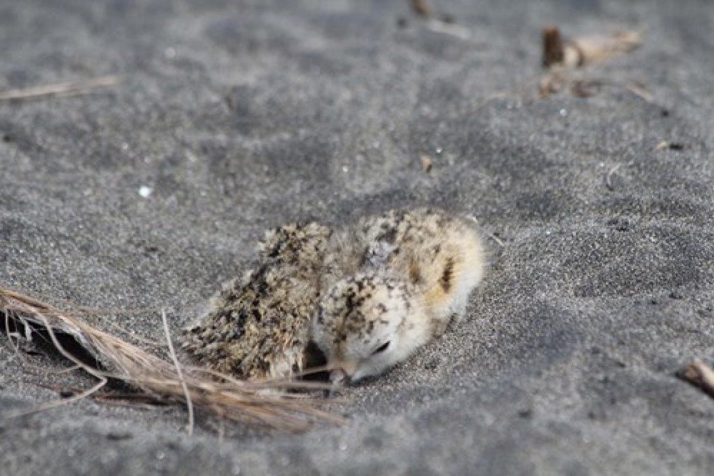 Dotterel Image 6