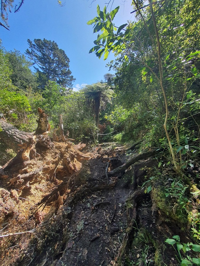Fallen tree used to improve native fish habitat at Belfast Reserve (1)