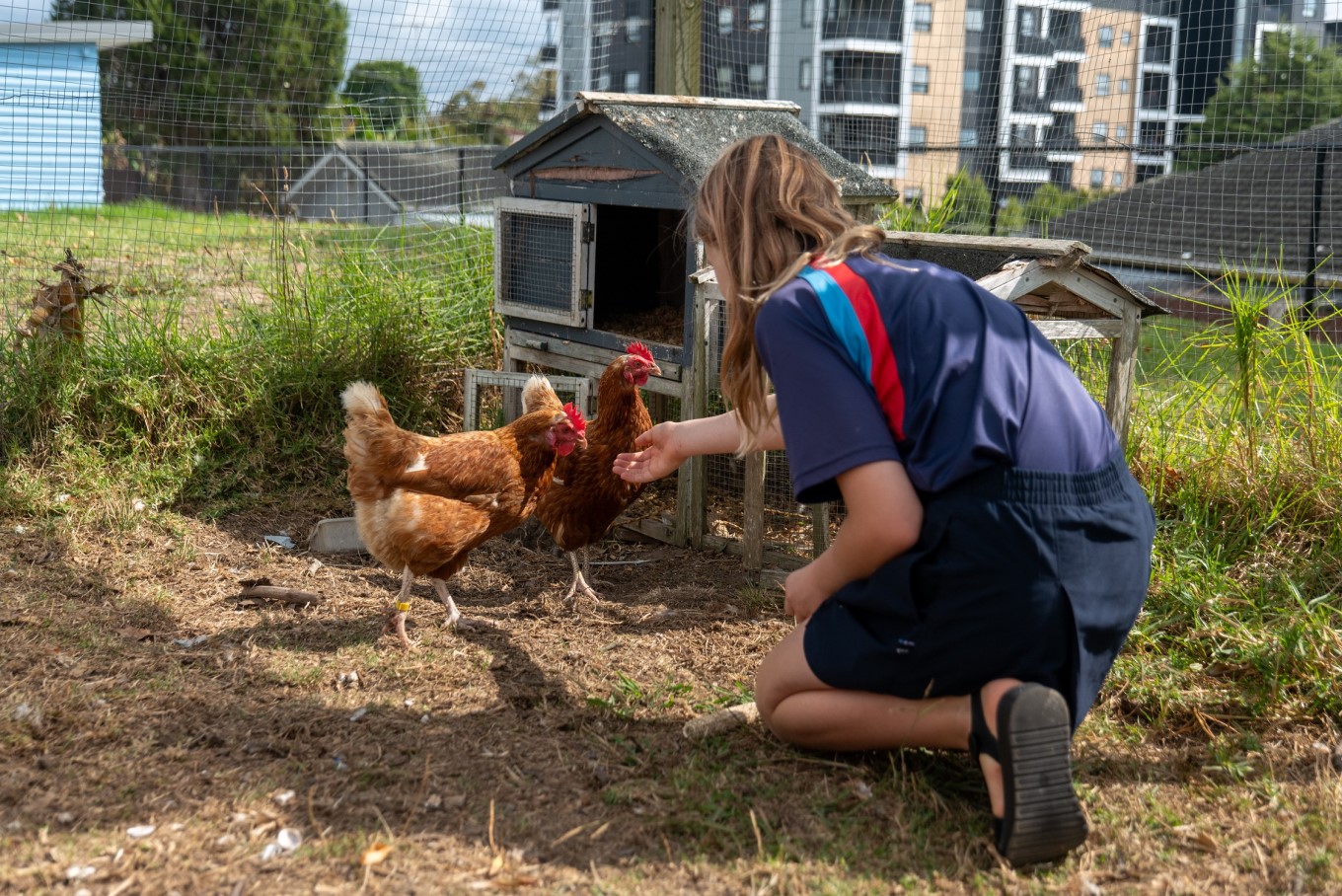 A child feeding chickens in a chicken coop. 