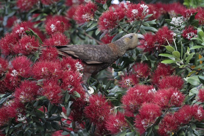 Bird assessment report