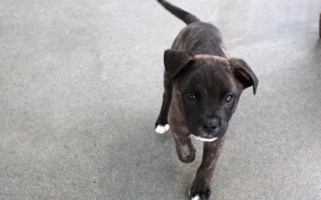 Seabiscuit tile image