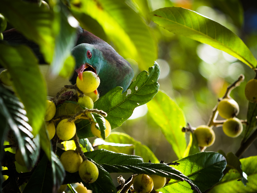 Kaipatiki photo competition (3)