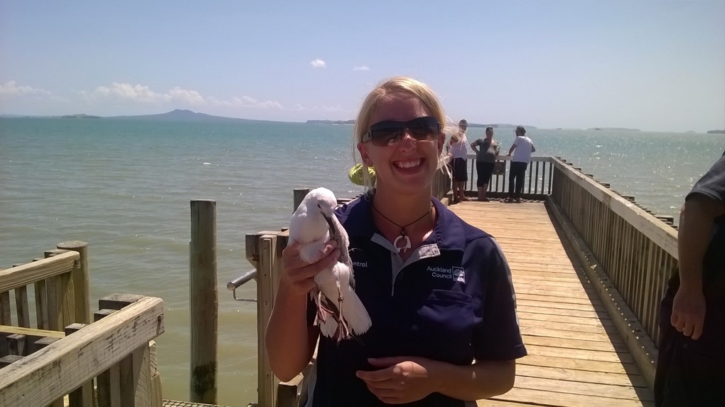 Seagull rescue comes off without a hitch (3).jpg