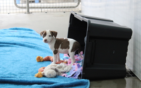 Salsa (ON HOLD) tile image