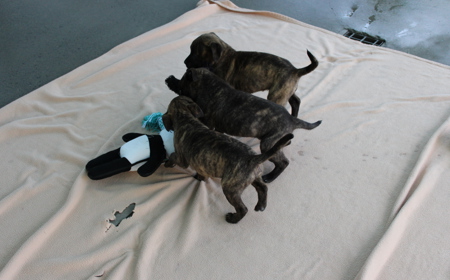 Seabiscuit tile image