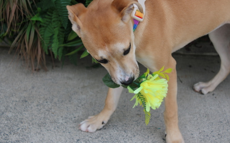 Thai (ADOPTED) tile image