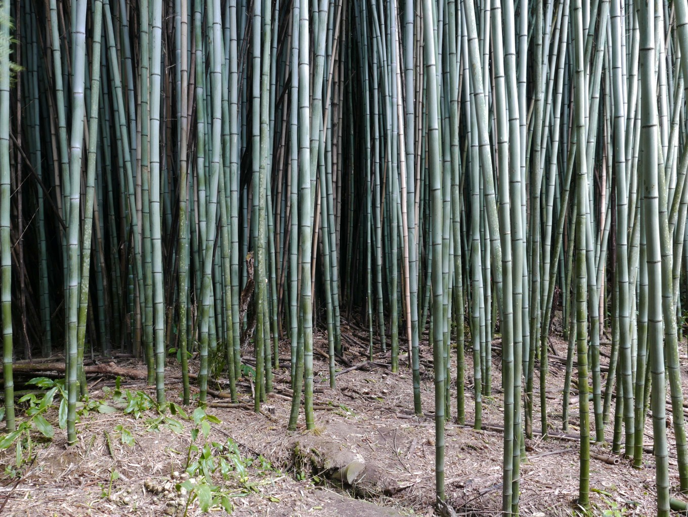 Running bamboo shoots. 