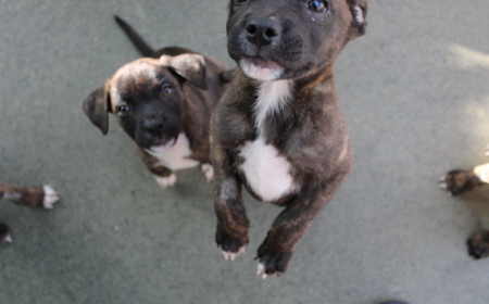 Seabiscuit tile image