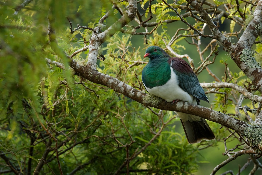 Backyard birdsong did you know? kereru