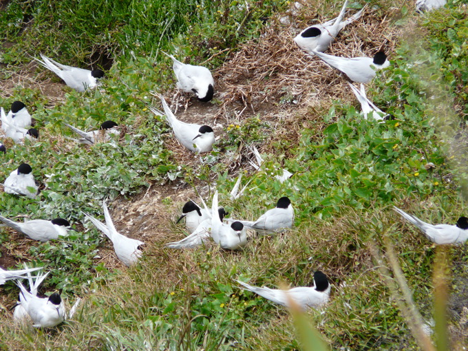 Seabird Hotspot 1