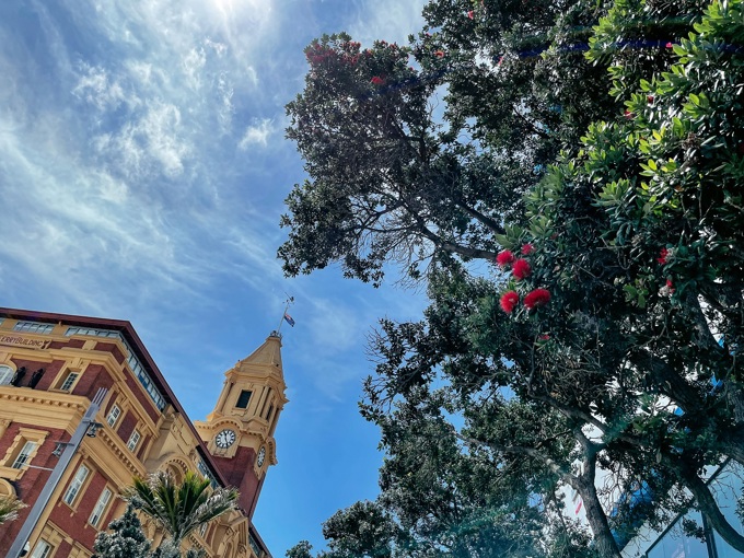 Pōhutukawa In Quay Street Same Tree As Shown In Video Resize