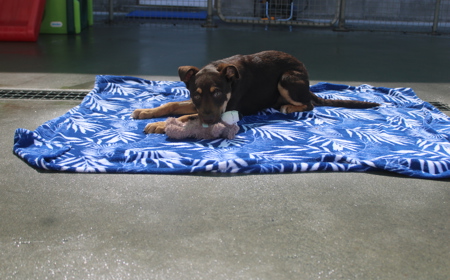 Reece tile image