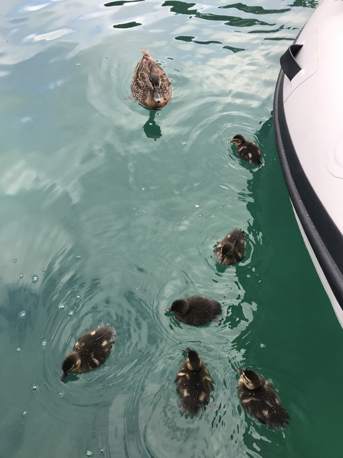 240122 PHOTO Mayor Summer Boat Trip Ducks