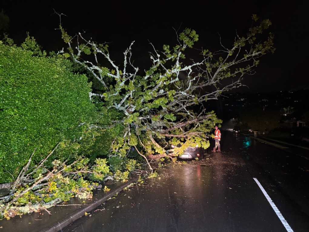 Tipped Over Tree