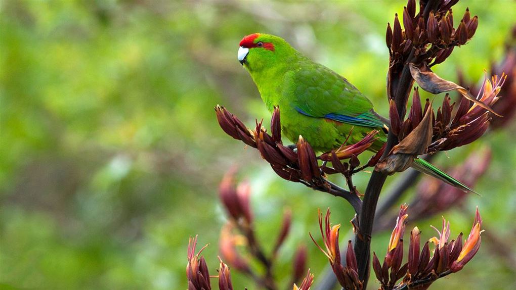 Red Crowned Kakariki DOC