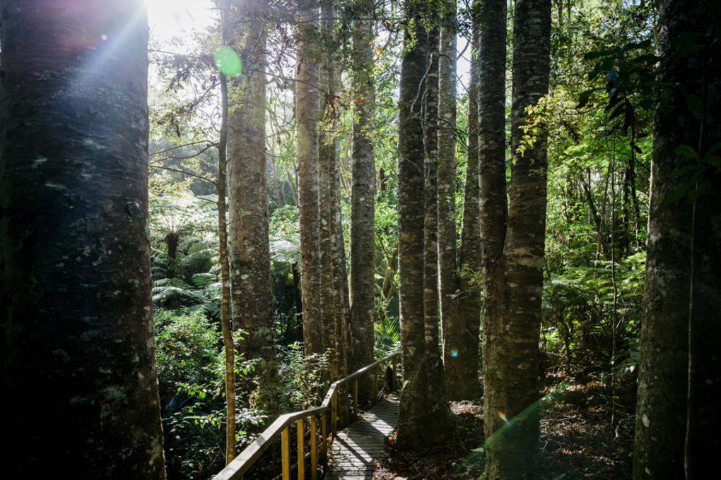 Kauri dieback survey set for Aotea