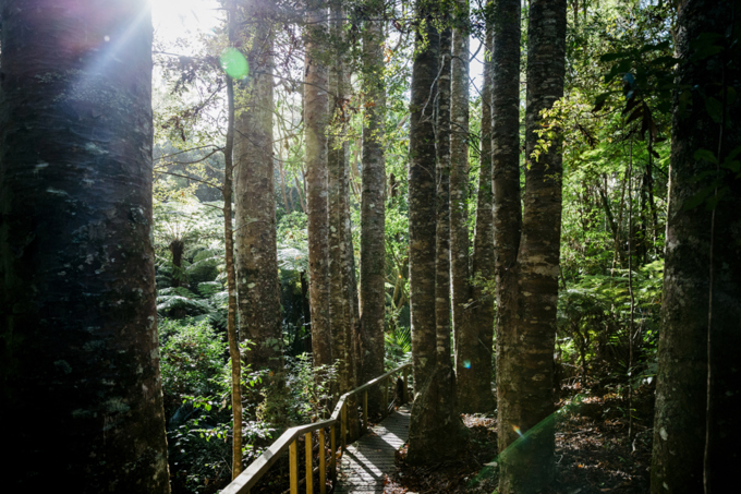 Kauri dieback survey set for Aotea