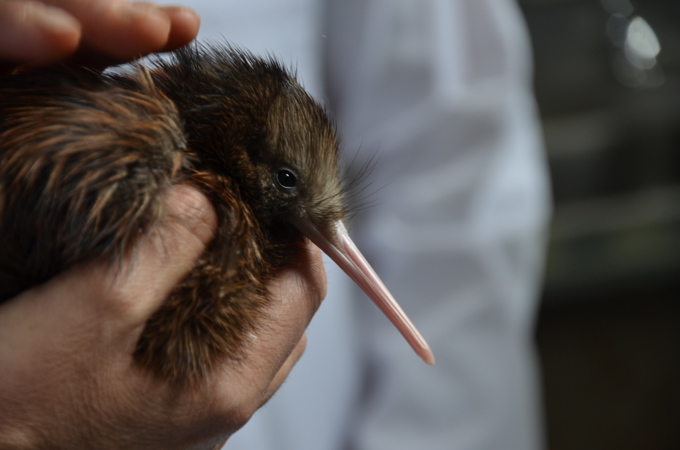 Get to know your local wildlife for World Wildlife Day