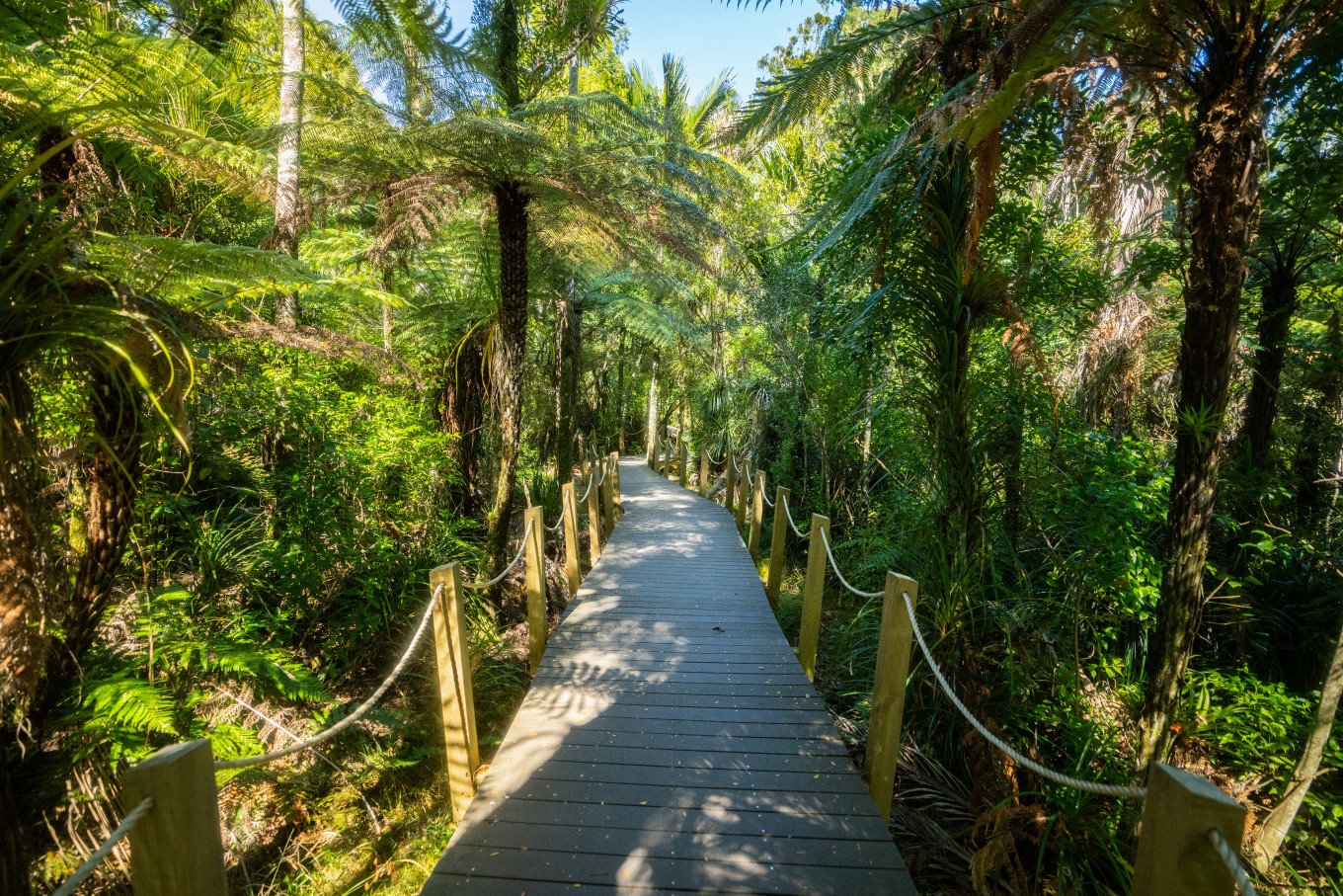 A boardwalk in the bush. 