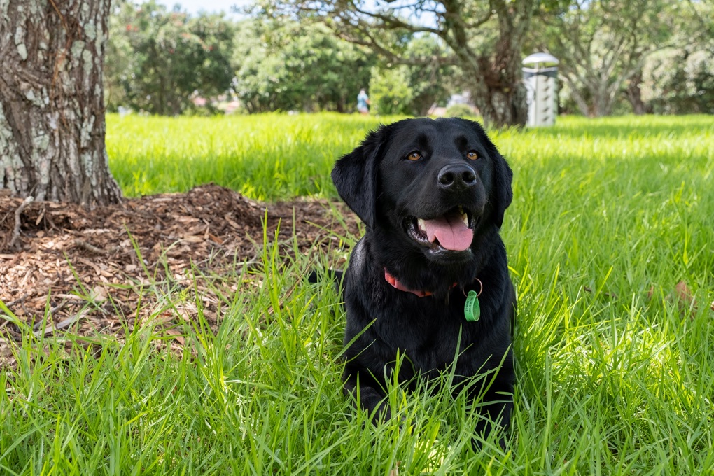 Dog rego 24-25
