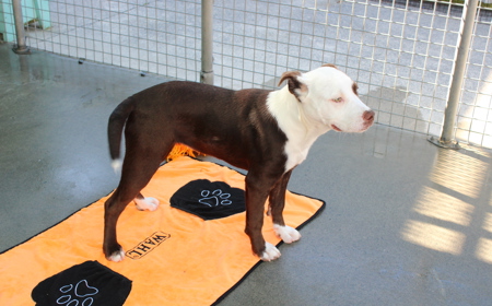 Novus tile image
