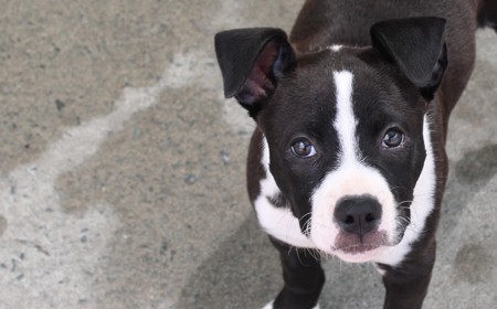 Charmander tile image