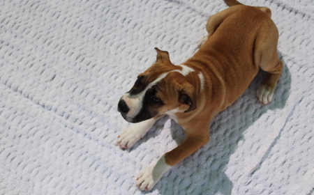 Racka (ADOPTED) tile image