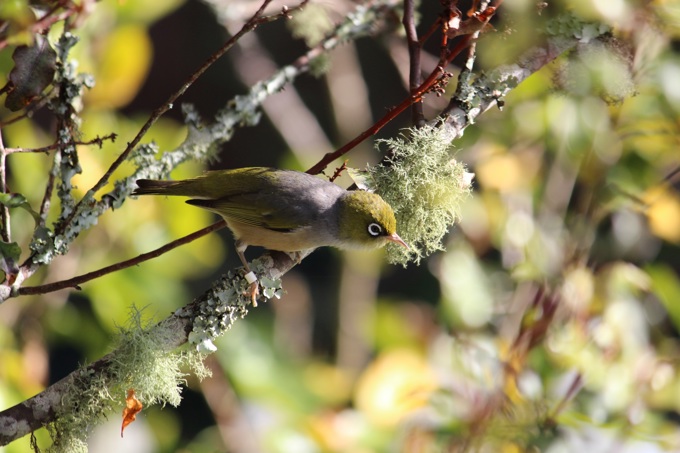 Backyard birds Silvereye