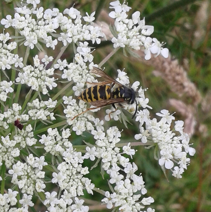 Pest control set for Waitakere Wasps