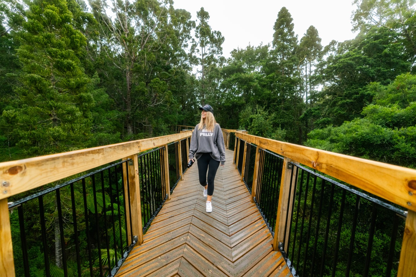 The new treetop walk at Kauri Glen Reserve allows visitors to explore native kauri forest, while protecting the trees from kauri dieback disease.