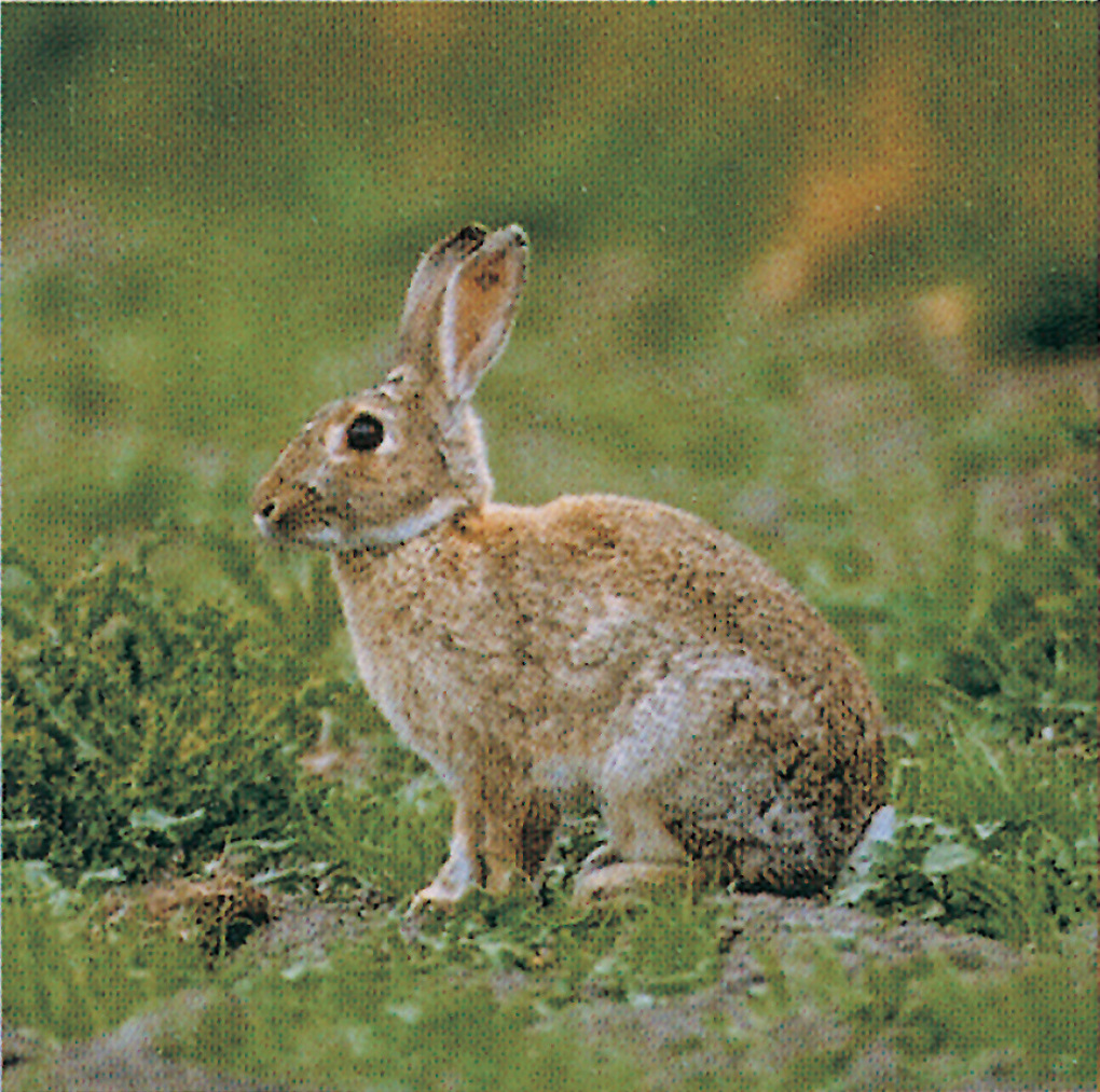 Rabbit virus