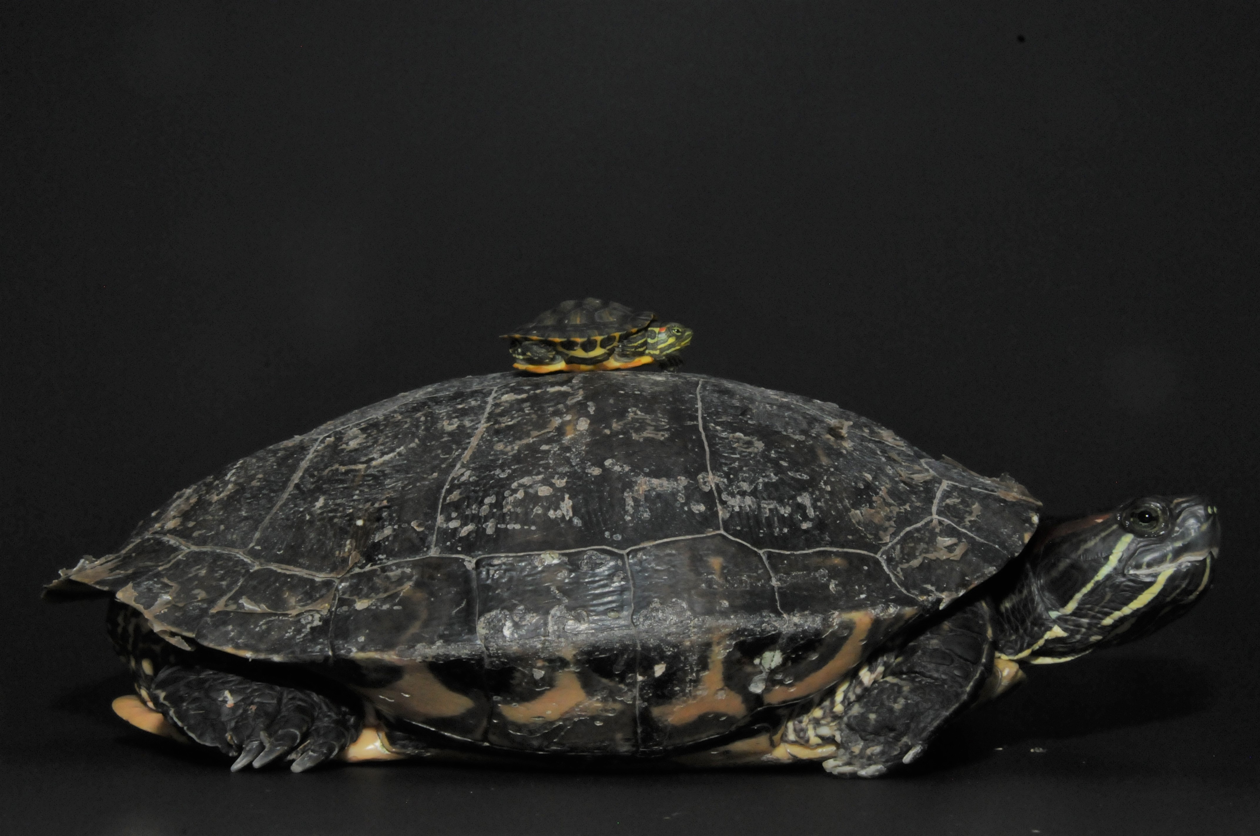 Red-eared slide turtle carrying young on back