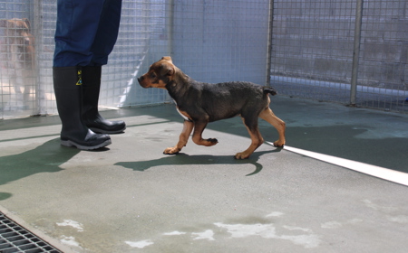 Sir Tristram tile image