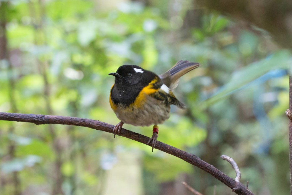 Hihi Image