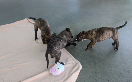 Seabiscuit tile image