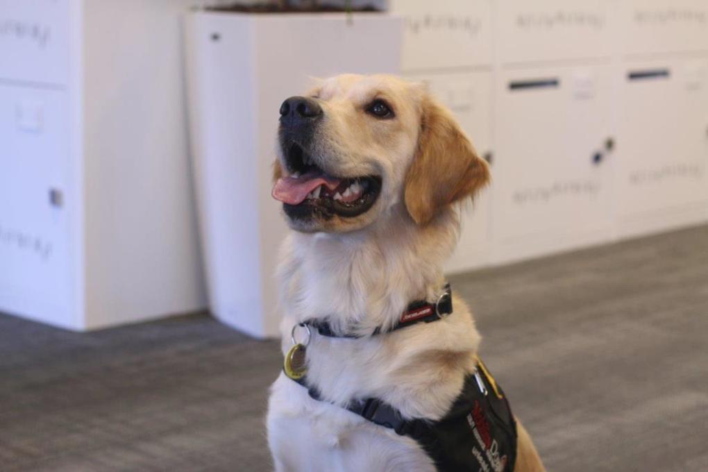 Maggie the Mobility Dog in training 3.jpg