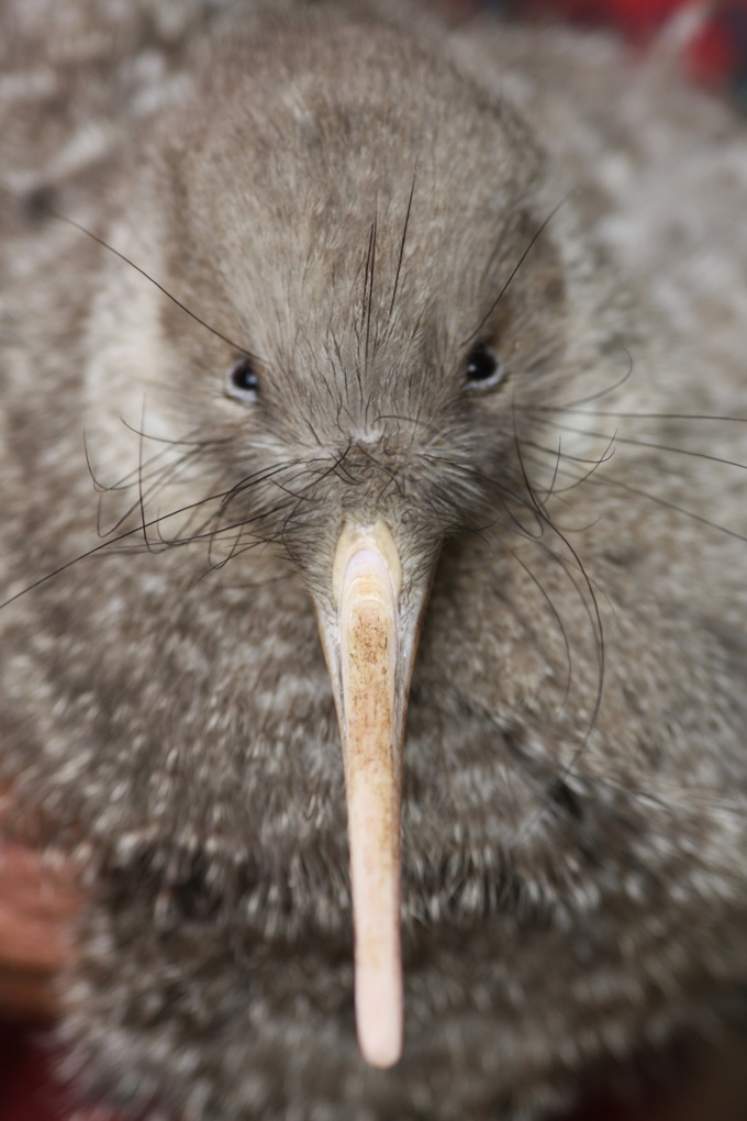 Let the matchmaking begin