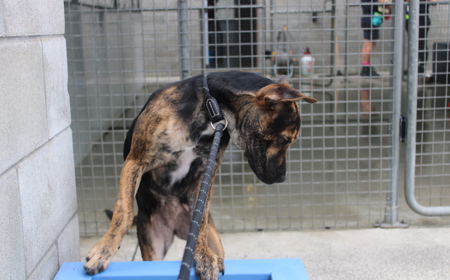 Piplup (ADOPTED) tile image